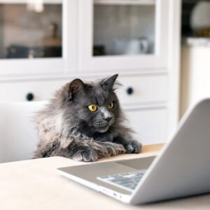 6 Signs You Have a Smart Cat