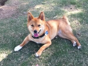 Can Dogs Eat Curry? 3 Harmful Side Effects of Curry Powder You Should Know