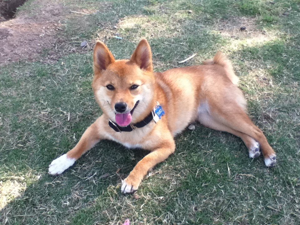 Can Dogs Eat Curry? 3 Harmful Side Effects of Curry Powder You Should Know