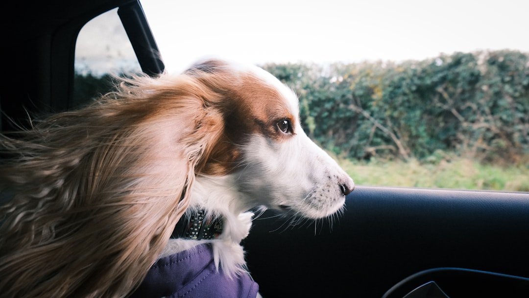 8 Essential Safety Tips for Traveling with Your Dog on Long Car Journeys