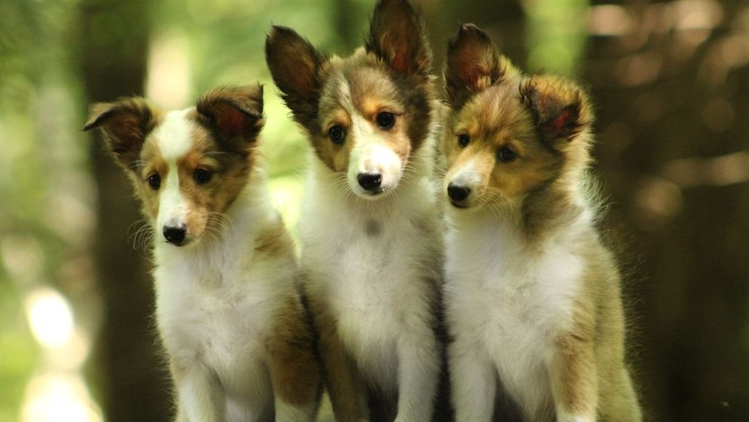 8 Reasons Why Your Dog Has Never Learned Bite Control