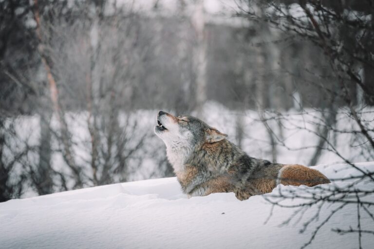 Wyoming man accused of taking wolf he hit with snowmobile into bar changes plea to guilty