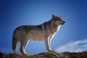 Wolves move further east in February, crossing into Front Range foothills