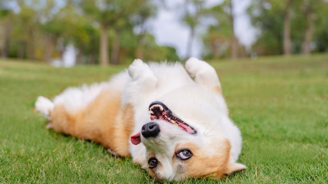 Your Dog Shows You Their Belly (They're Not Asking for Rubs - They're Giving You Everything)