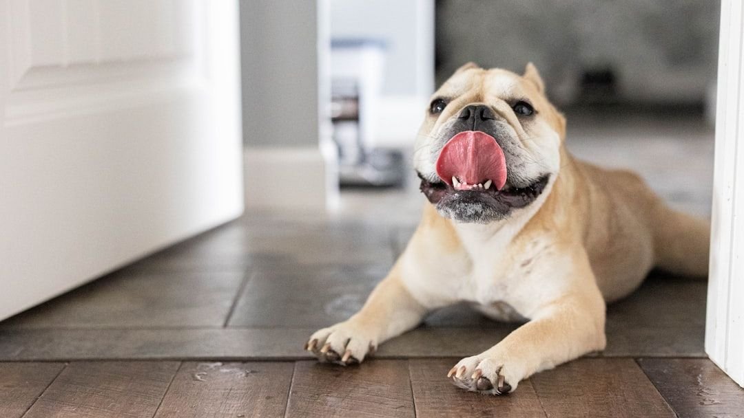 7 Gentle Dog Breeds Perfect for First-Time Owners Seeking a Calm Companion