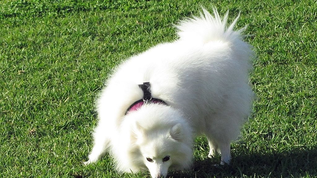 Your Dog Spins Before Pooping (They're Not Picky - They're Using Earth's Compass)