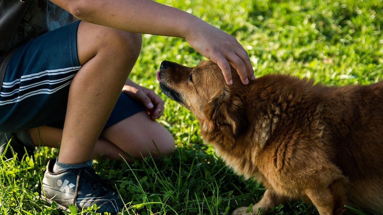 A Daily Routine Can Transform Your Dog's Behavior and Happiness