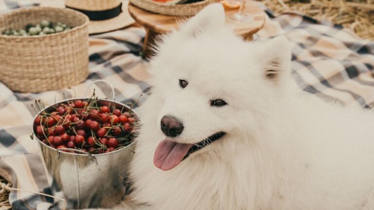 Your Dog's Gut Health Is the Key to Their Overall Well-being