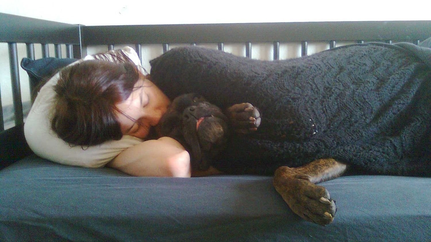 9 Overlooked Signs Your Dog Trusts You Completely and Feels Secure