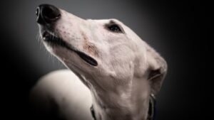 12 Dog Breeds That Are Surprisingly Good Therapy Dogs (And Why)