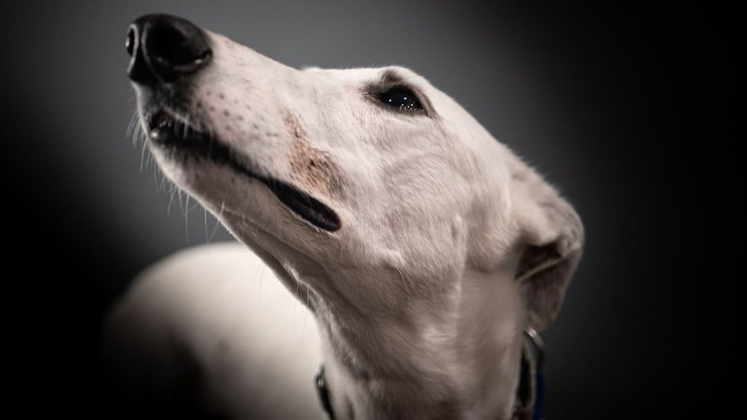 12 Dog Breeds That Are Surprisingly Good Therapy Dogs (And Why)