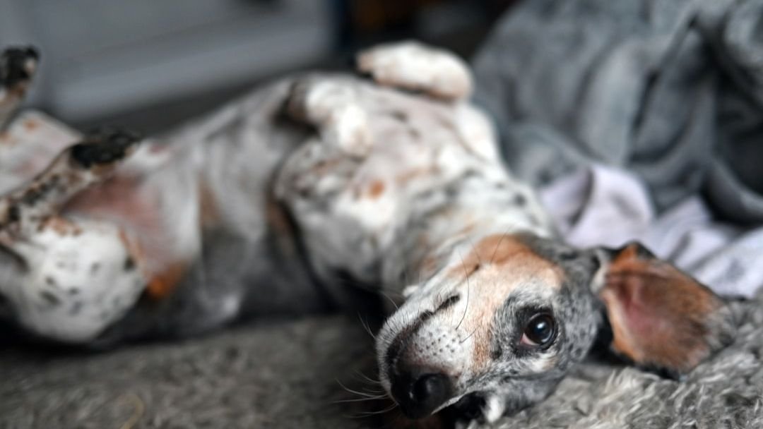 What Does Your Dog's Favorite Sleeping Position Reveal About Their Personality?