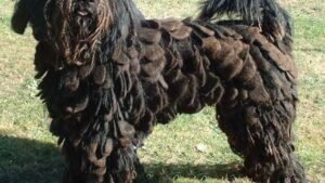 8 Unsung Hero Dog Breeds That Deserve a Spot in Your Home