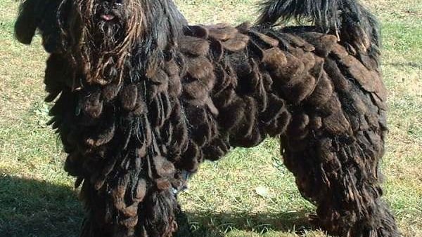 8 Unsung Hero Dog Breeds That Deserve a Spot in Your Home