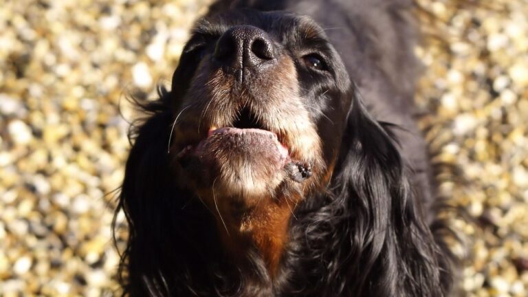 Is Your Dog's Barking a Cry for Help, or Just a Bad Habit?