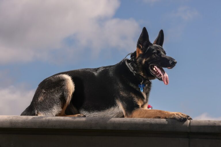 Top Dog Training Tips With Treats That Transform Behavior