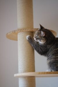 How to Stop Cats From Scratching Furniture Fast With Vet Tips