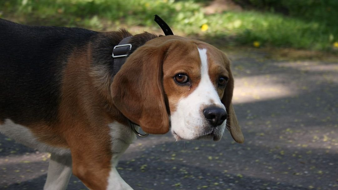 You're Probably Walking Your Dog All Wrong: Here's Why