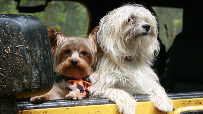 Why Your Dog Loves Car Rides So Much (And How to Make Them Safer)