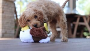 9 Essential Items Every New Dog Owner Needs for a Smooth Start