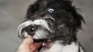 Your Dog's Nose Knows Best: The Incredible Power of Canine Scent