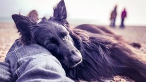 The Unexpected Joy of Adopting a 'Difficult' Dog: Their Loyalty is Unmatched