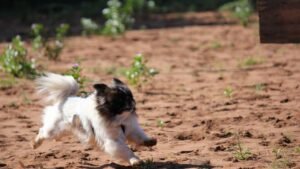 Your Dog Races Through the House After Pooping (They're Not Crazy - They're Celebrating)