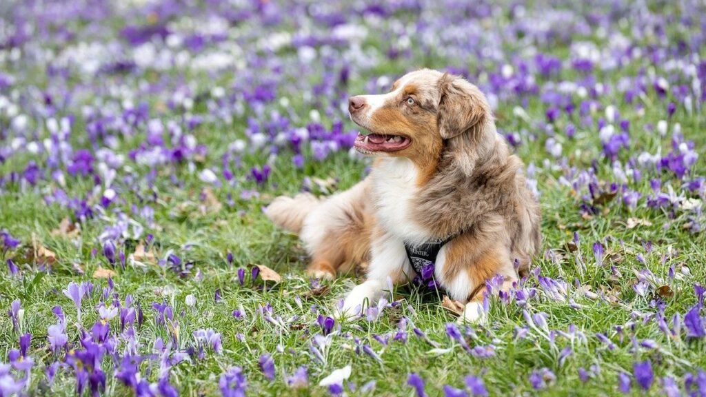 Your Dog "Herds" Family Members Together (They're Not Bossy - They're Unifying)