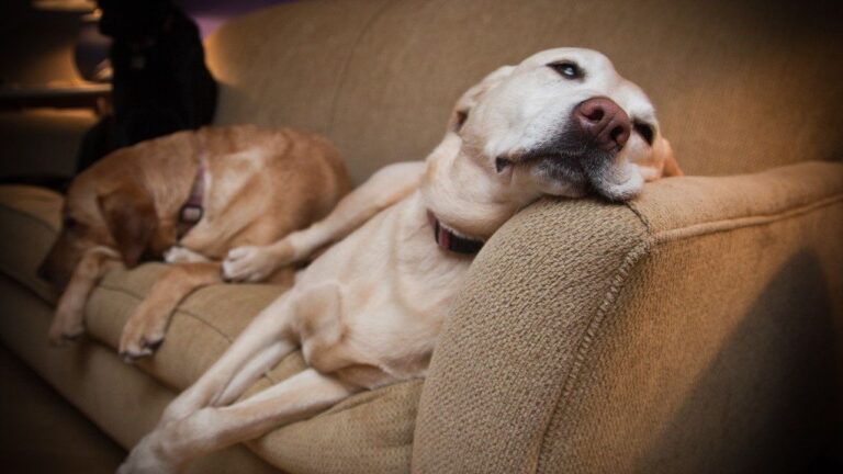 Pisces Dogs Are Dreamers: Understanding Their Sensitive and Intuitive Nature