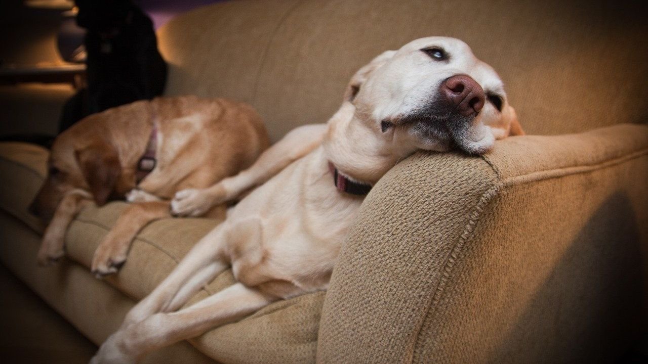 Pisces Dogs Are Dreamers: Understanding Their Sensitive and Intuitive Nature