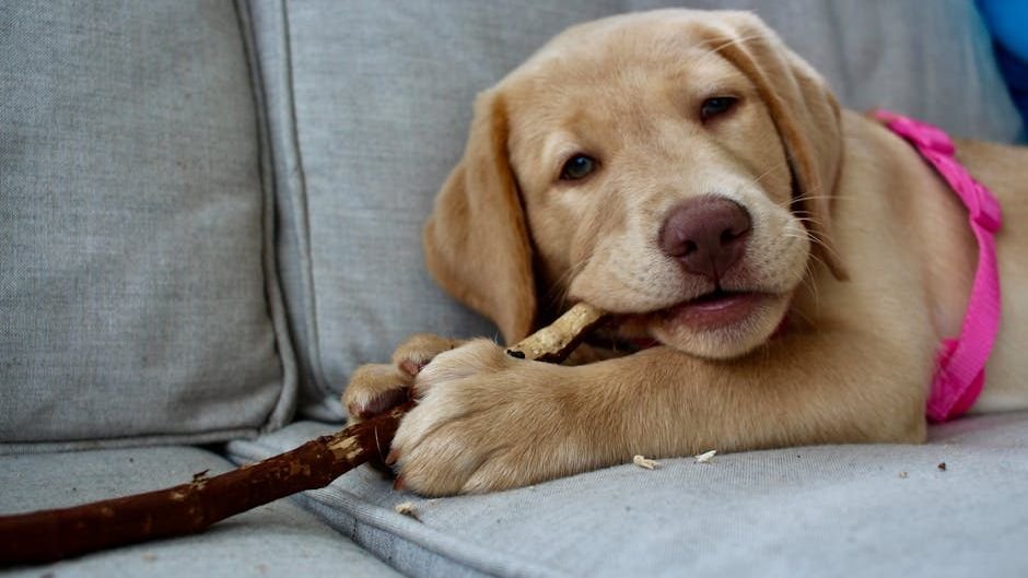 Your Dog's Chewing Preferences Are a Window into Their Inner World