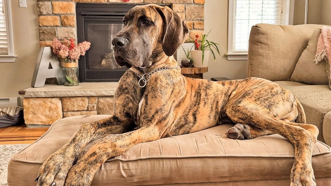 10 Dog Breeds That Are Surprisingly Good at House Sitting (And 5 That Are Not)