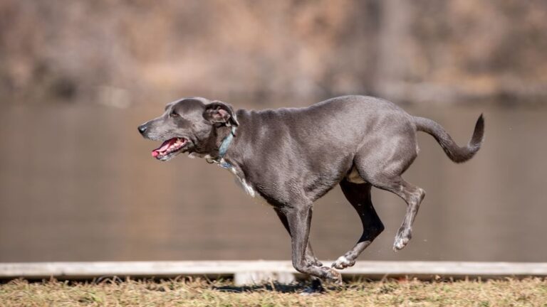 Sagittarius Dogs: The Adventurous Spirit That Needs Room to Roam