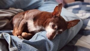 12 Things That Slowly Make Your Dog Feel Unimportant