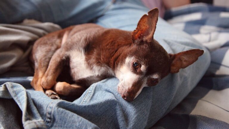12 Things That Slowly Make Your Dog Feel Unimportant