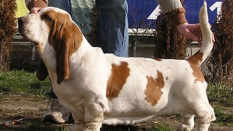 5 Dog Breeds That Love to Talk (And 5 That Prefer Polite Silence)