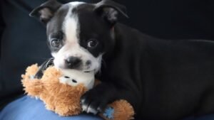 9 Signs Your Dog Feels Lonely - Even If You're Home