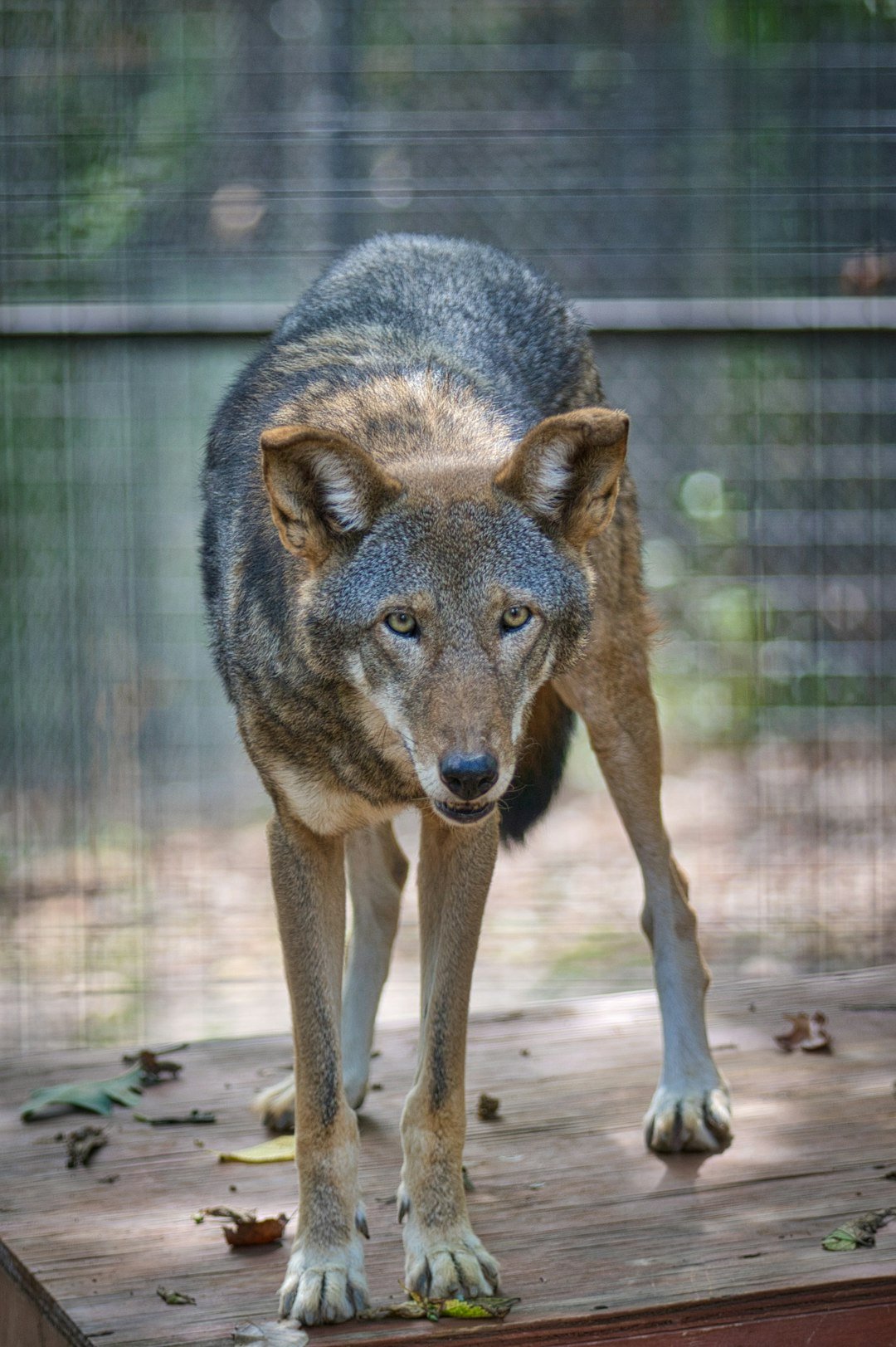 Wolf advocates want to make it harder to kill legally introduced wolves