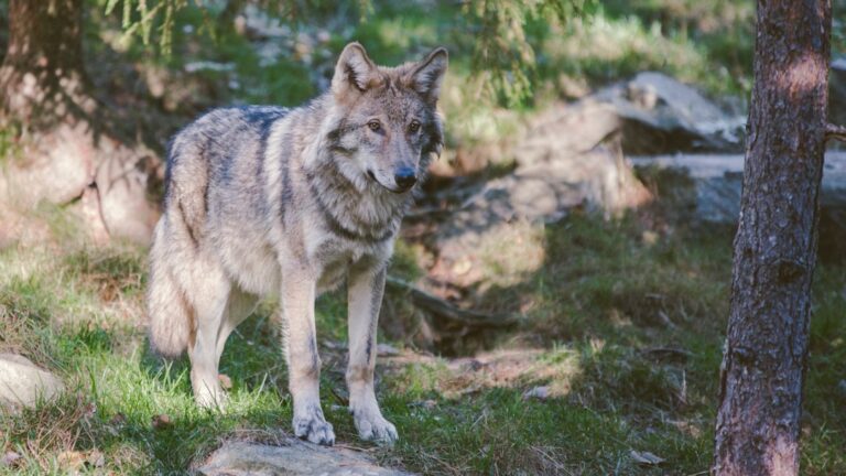 A Gray Wolf’s Visit to Los Angeles County Is a First in Nearly a Century