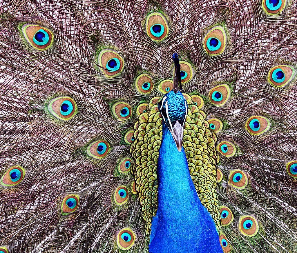 Why aren't mammals as colorful as reptiles, birds or fish?