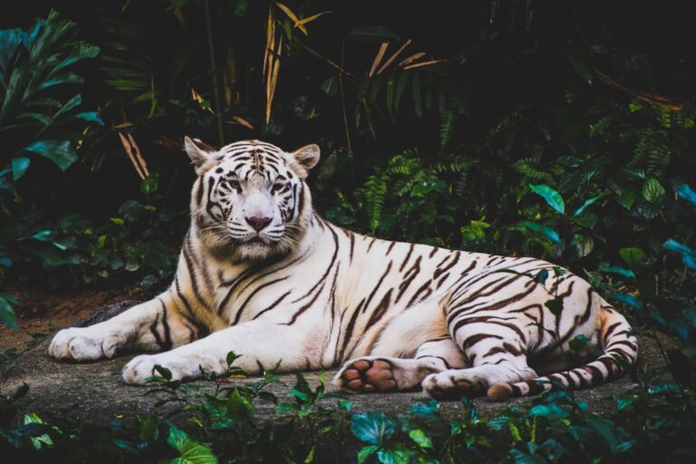 White tiger saved from war finds new home in Lincolnshire