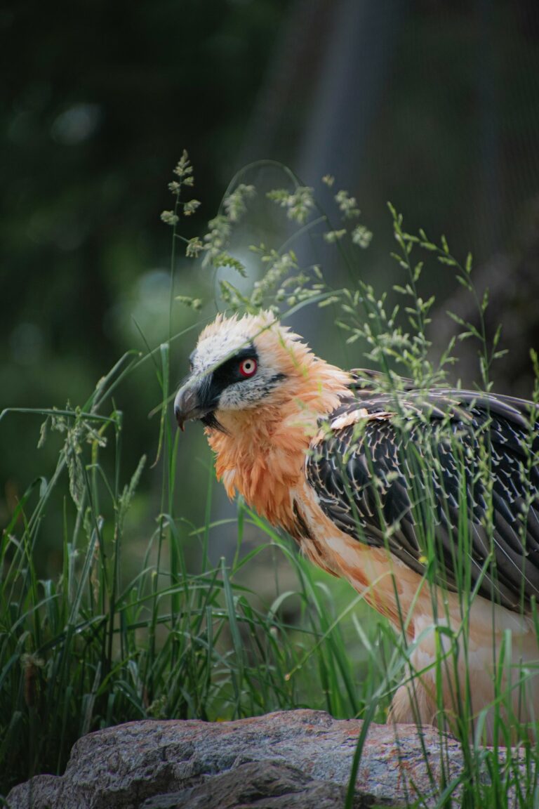 'One of the most successful wildlife comeback stories': The Alps lost its vultures - then it got them back