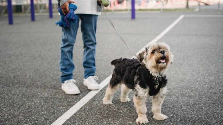 10 Confusing Human Behaviors That Make Doggy Issues Even Worse
