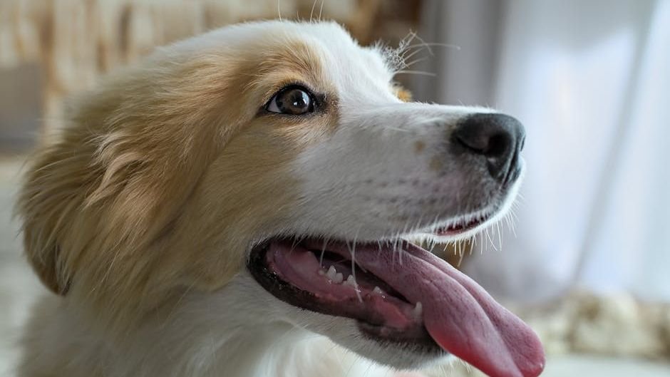 10 Signs of Trauma In Dogs