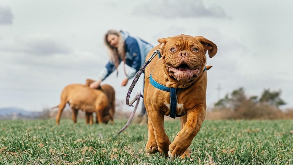 6 Dog Breeds That Are Natural-Born Nappers (And 6 That Are Always On the Go)