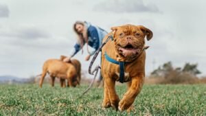 6 Dog Breeds That Are Natural-Born Nappers (And 6 That Are Always On the Go)