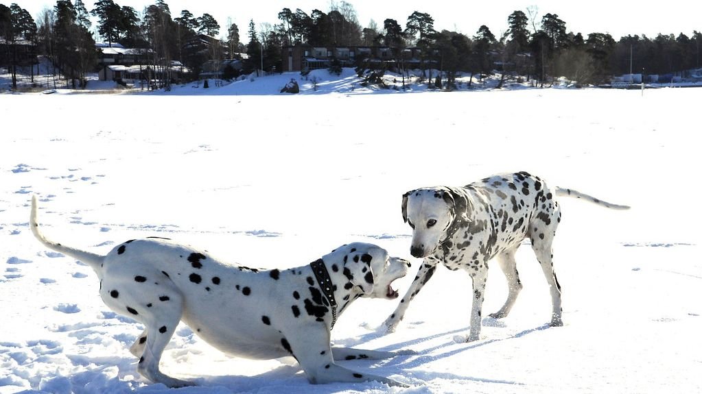 10 Dog Breeds To Avoid If You Have Noisy Grandchildren