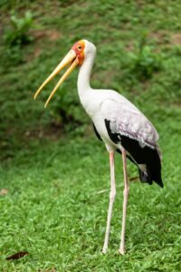 Officials confirm stunning comeback of rare creatures in US: 'I'm proud'