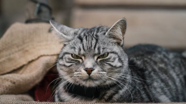 Grumpy Cat Karen Meets Her Match: The Dog That Melted a Feline Heart of Stone