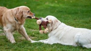 Your Dog's Favorite Toys Reveal Their Play Personality